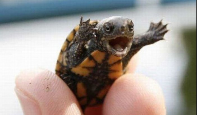 teeny turtle