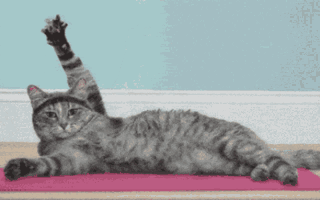 cat doing yoga